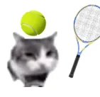 cat tennis